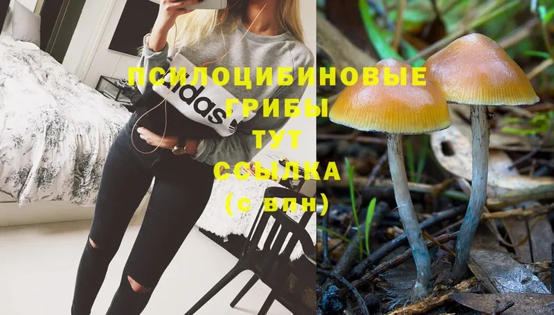 Псилоцибиновые грибы Psilocybe Губаха